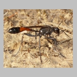 Ammophila sabulosa - Sandwespe 57 20mm beim Nestverschluss.jpg